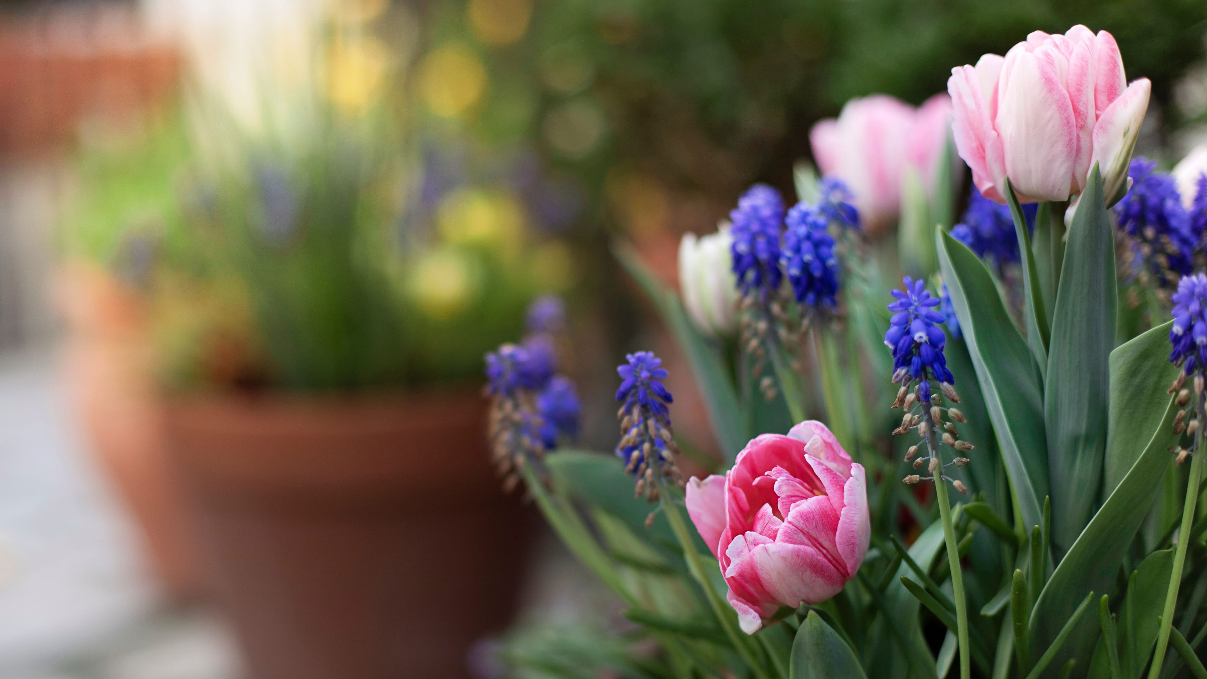 flower bulb lasagne close up 3