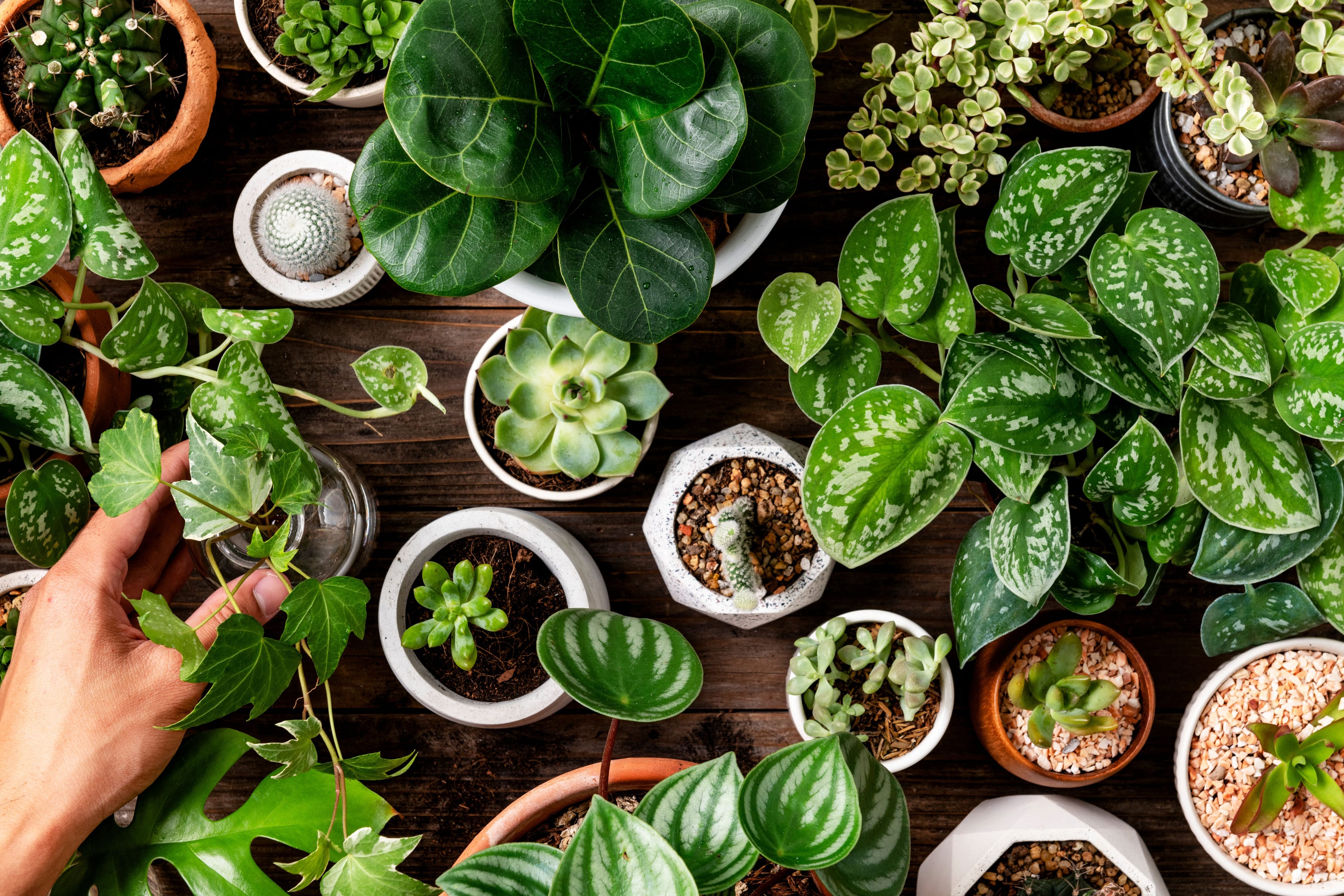 How to keep your houseplant small?