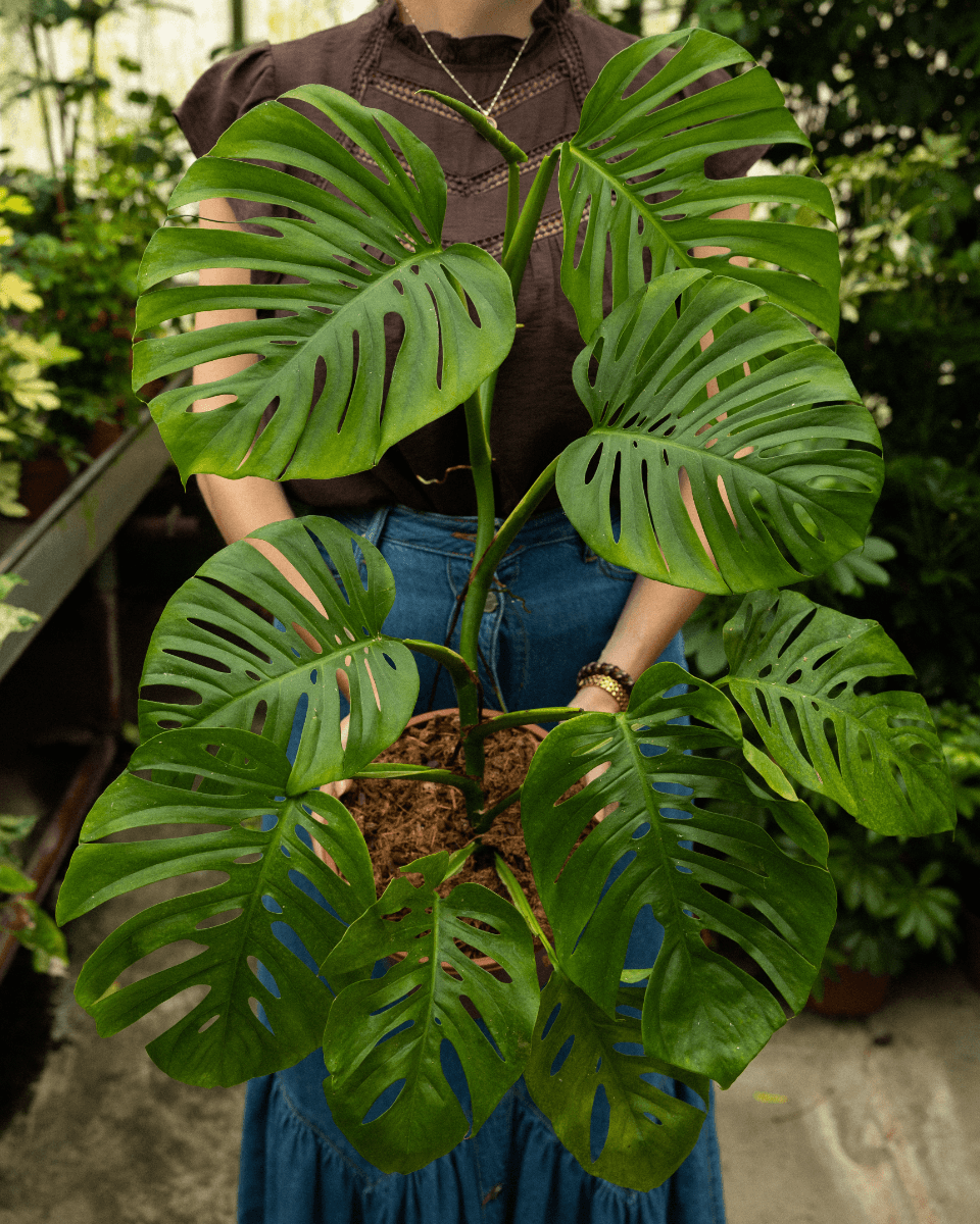 Monstera Odd Spot Plants x PLNTS