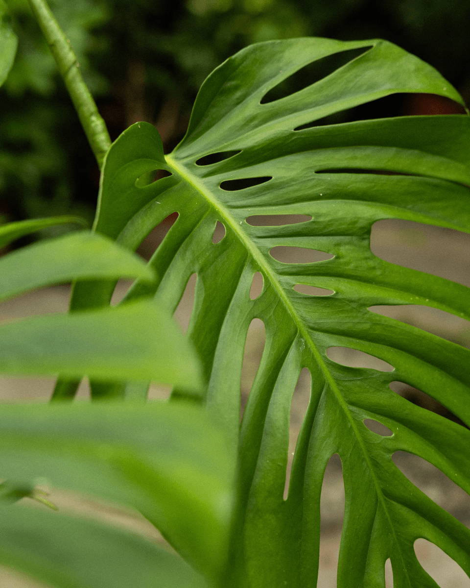 Monstera Odd Spot Plants x PLNTS