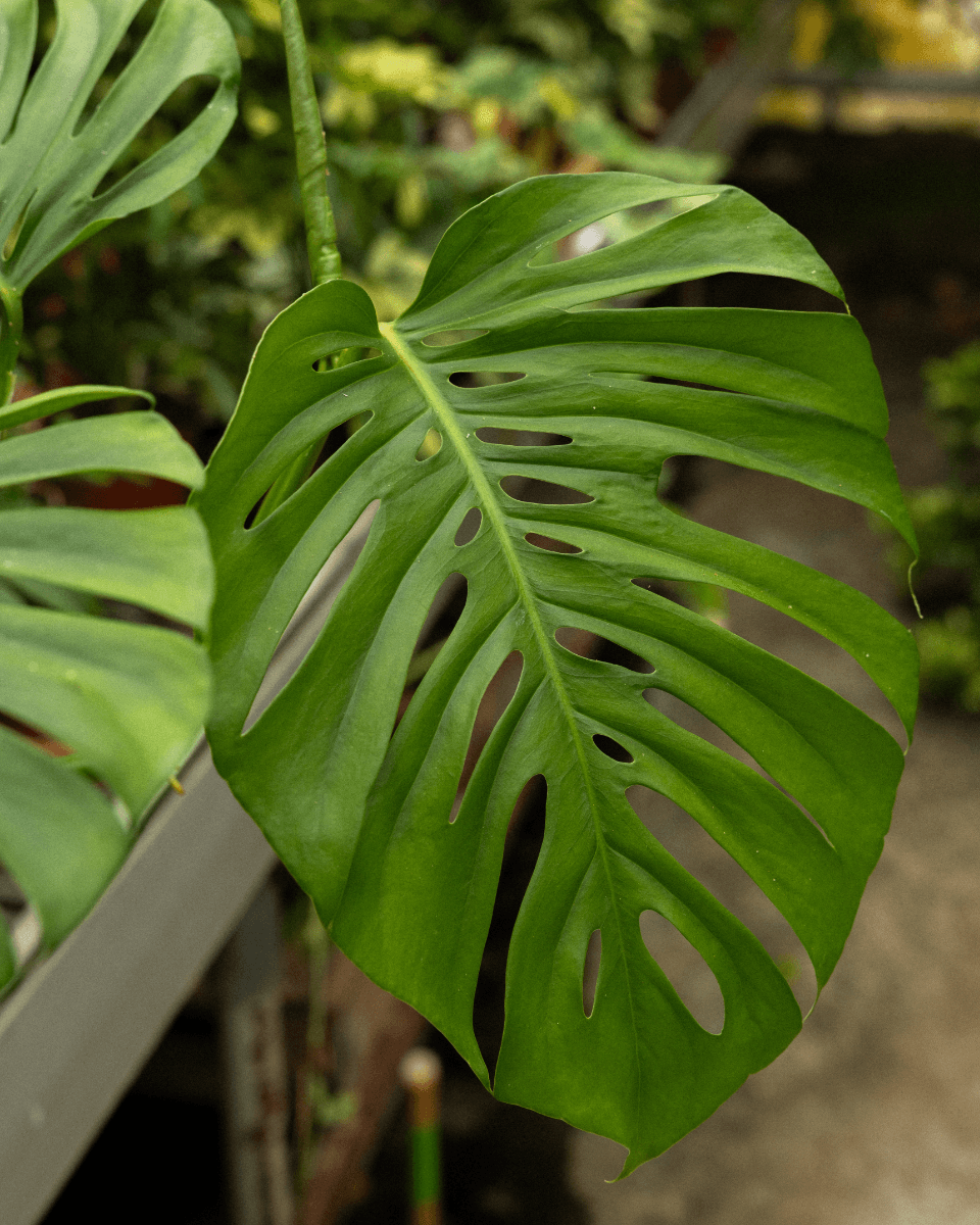 Monstera Odd Spot Plants x PLNTS