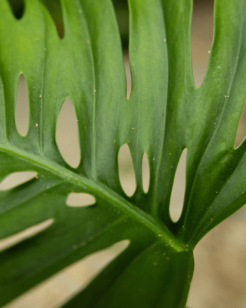 Monstera Odd Spot Plants x PLNTS