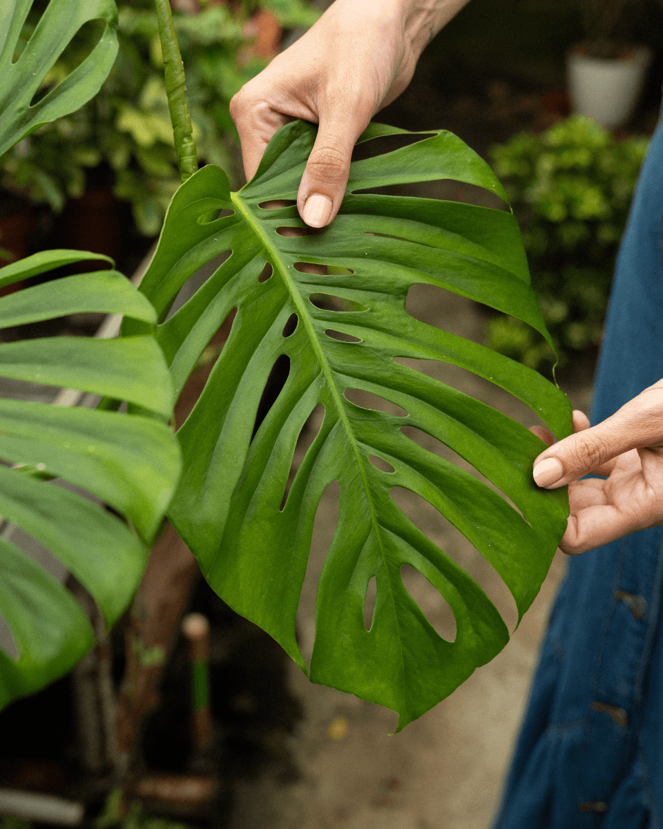 Monstera Odd Spot Plants x PLNTS