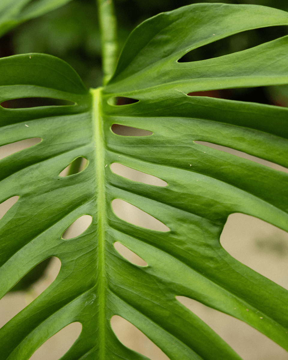 Monstera Odd Spot Plants x PLNTS