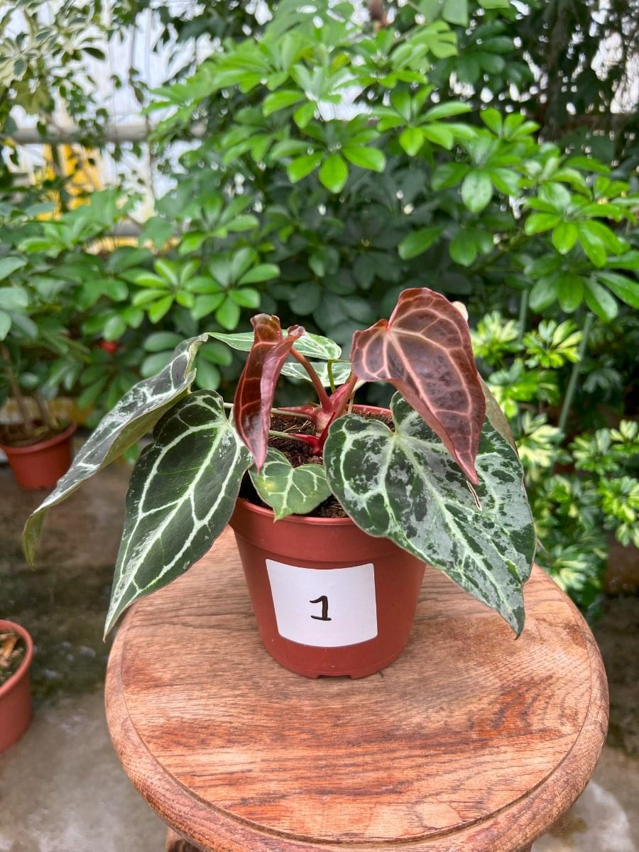 Anthurium #001 - Crystallinum Variegated