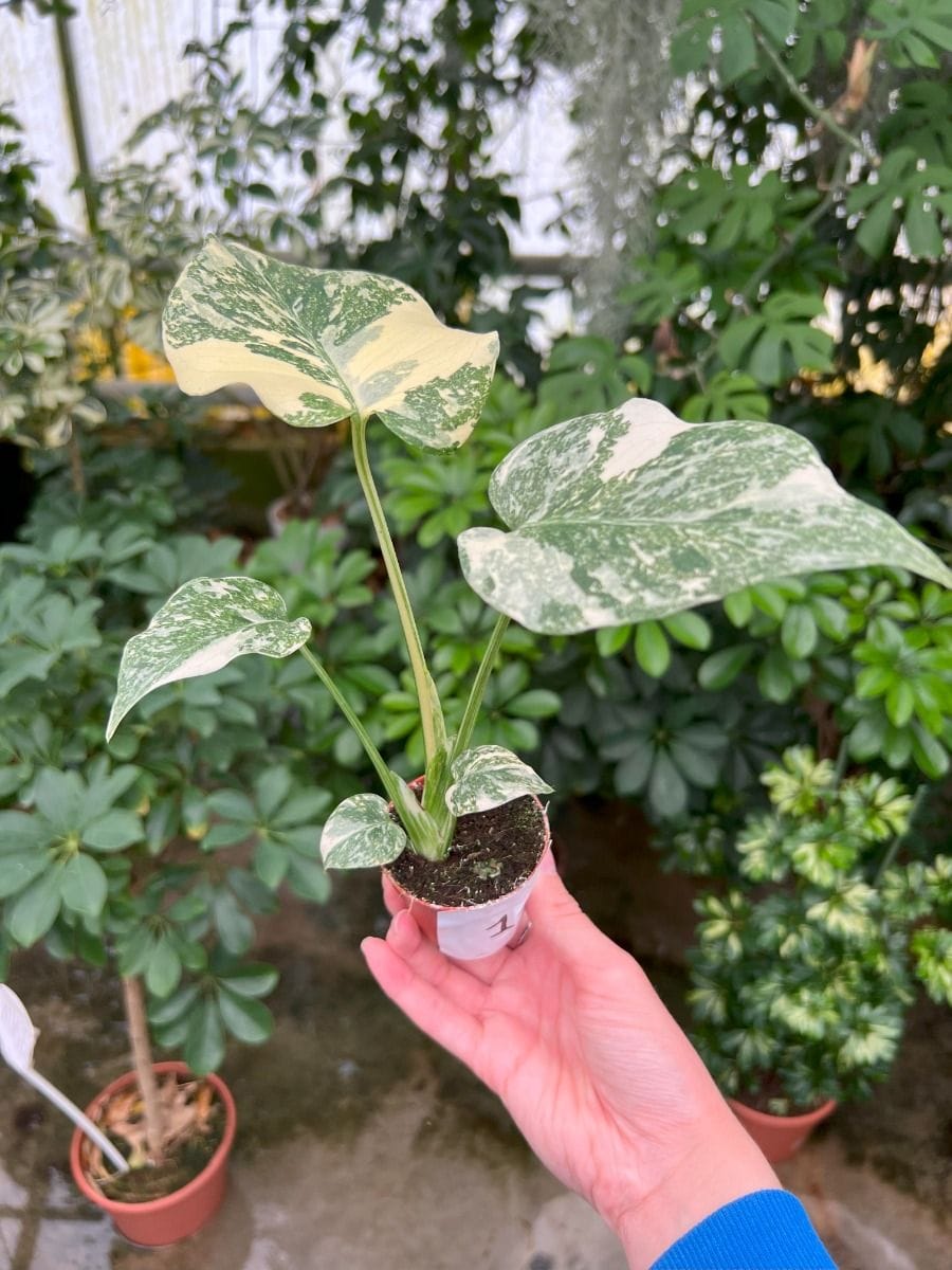 Baby Monstera #010 - Thai Constellation NoID