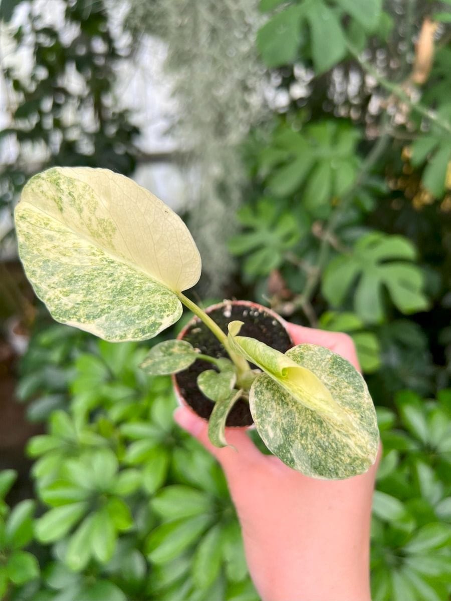 Baby Monstera #011 - Thai Constellation NoID