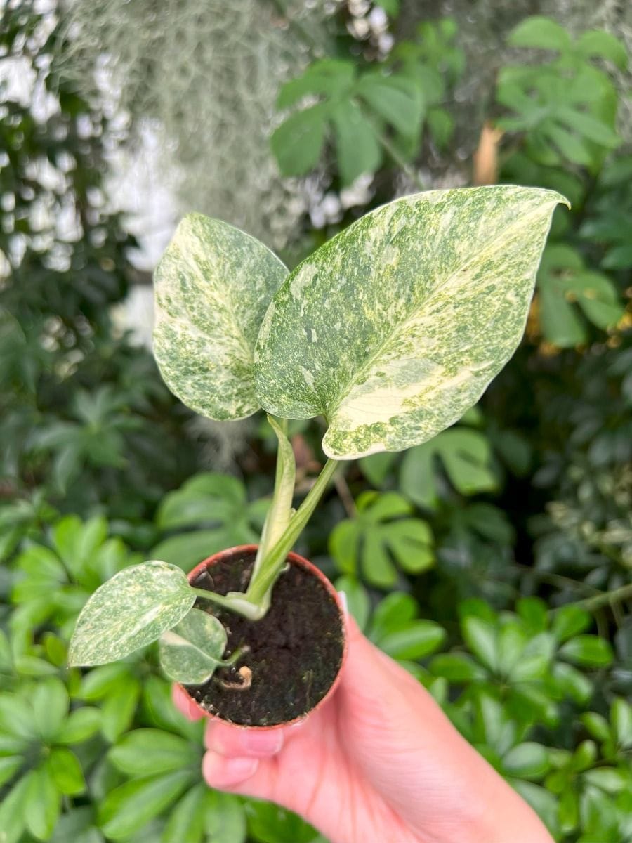 Baby Monstera #012 - Thai Constellation NoID
