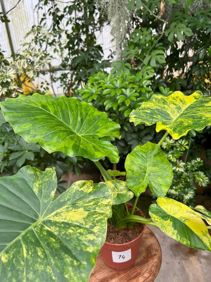 Alocasia #014 - Gageana Aurea Variegata