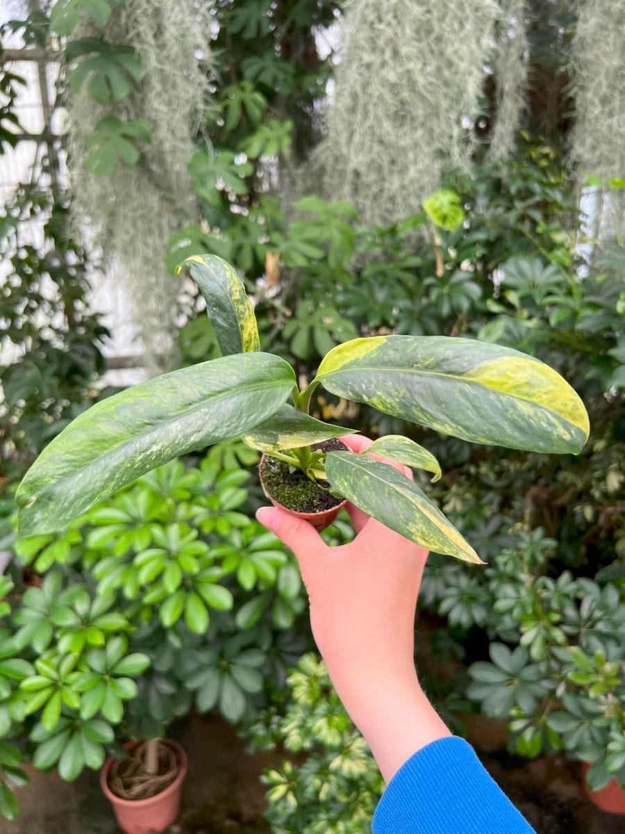 Baby Rhaphidophora #016 - Puberula Aurea Variegata