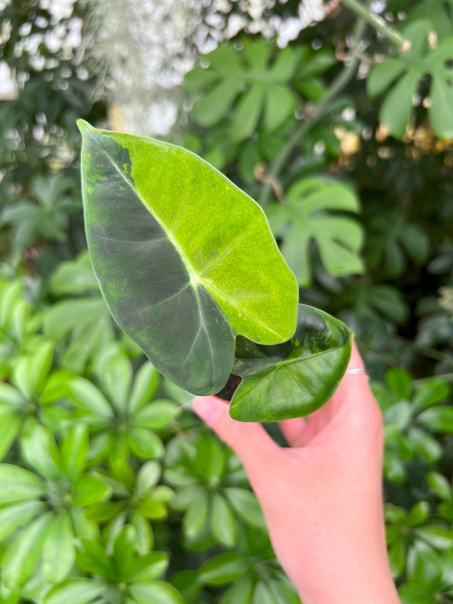 Baby Alocasia #018 - Frydek Aurea