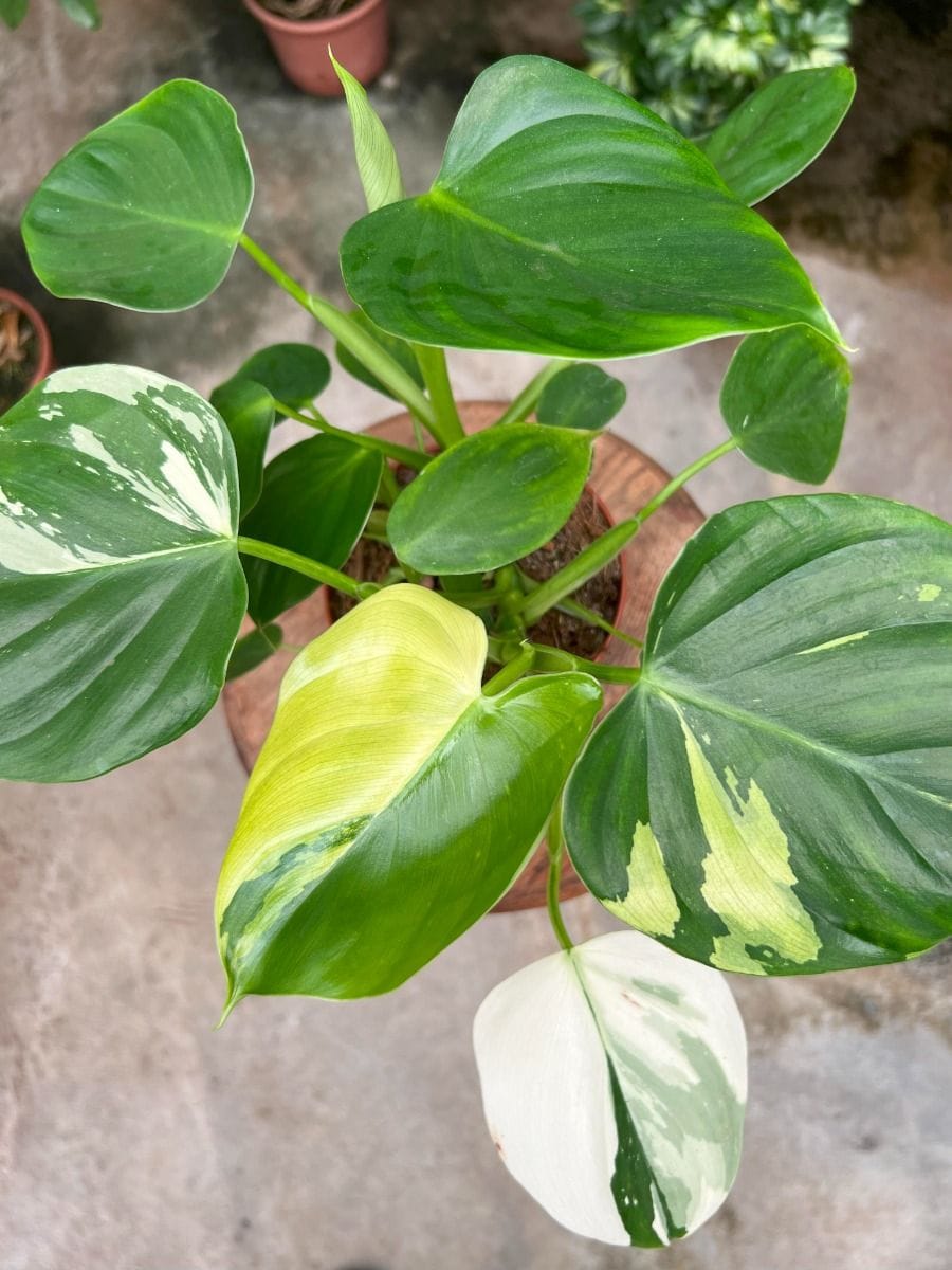 Philodendron #019 - Pittieri Albo Variegated