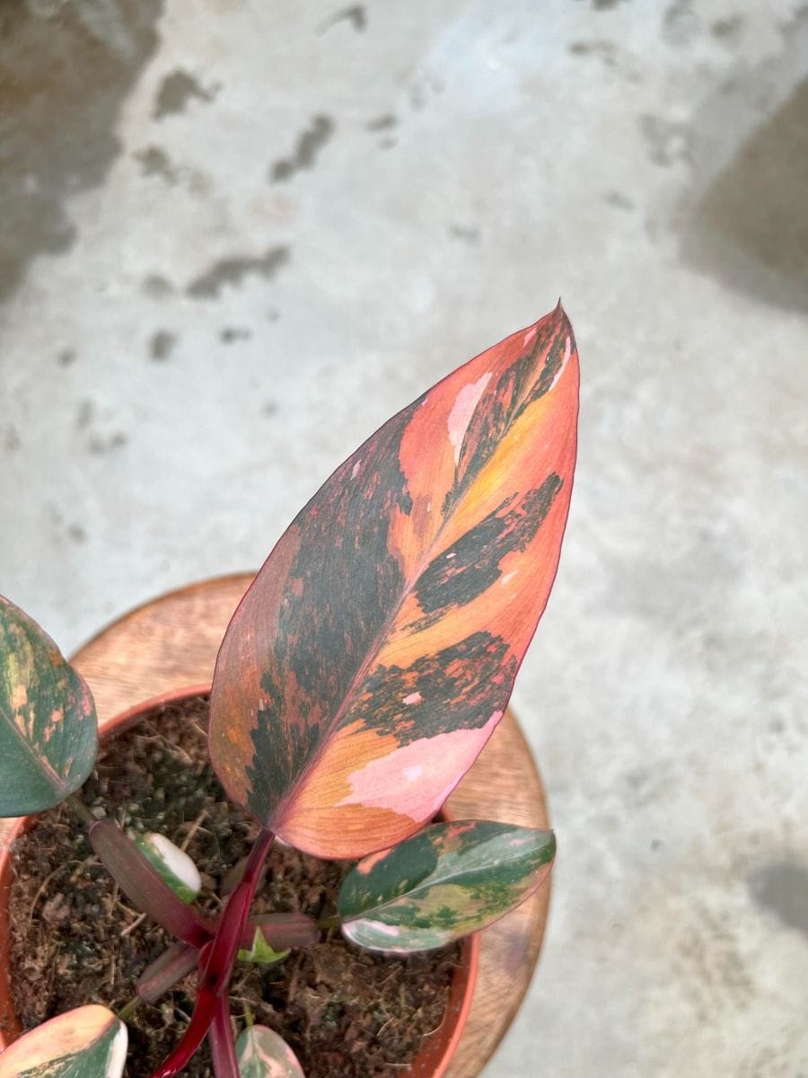 Philodendron #002 - Pink Princess Fire