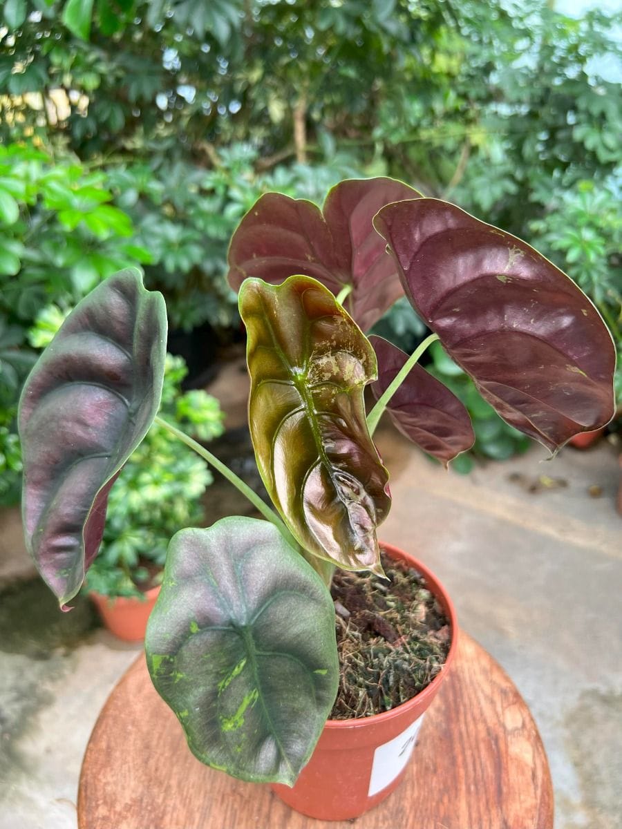 Alocasia #020 - Red Cuprea Variegata