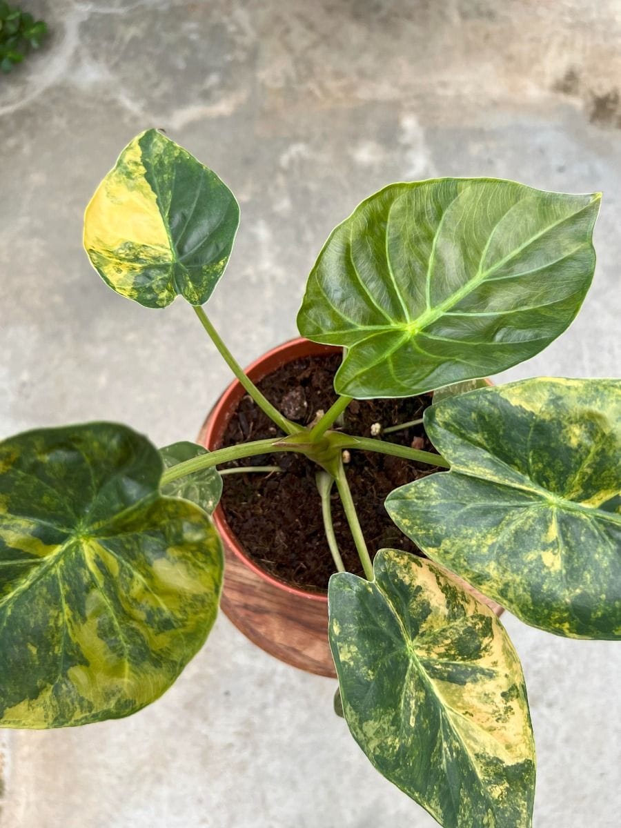 Alocasia #021 - Wentii Variegated
