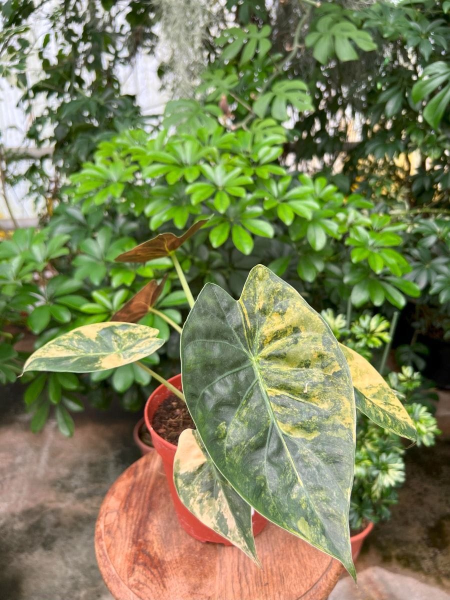 Alocasia #022 -  Wentii Variegated