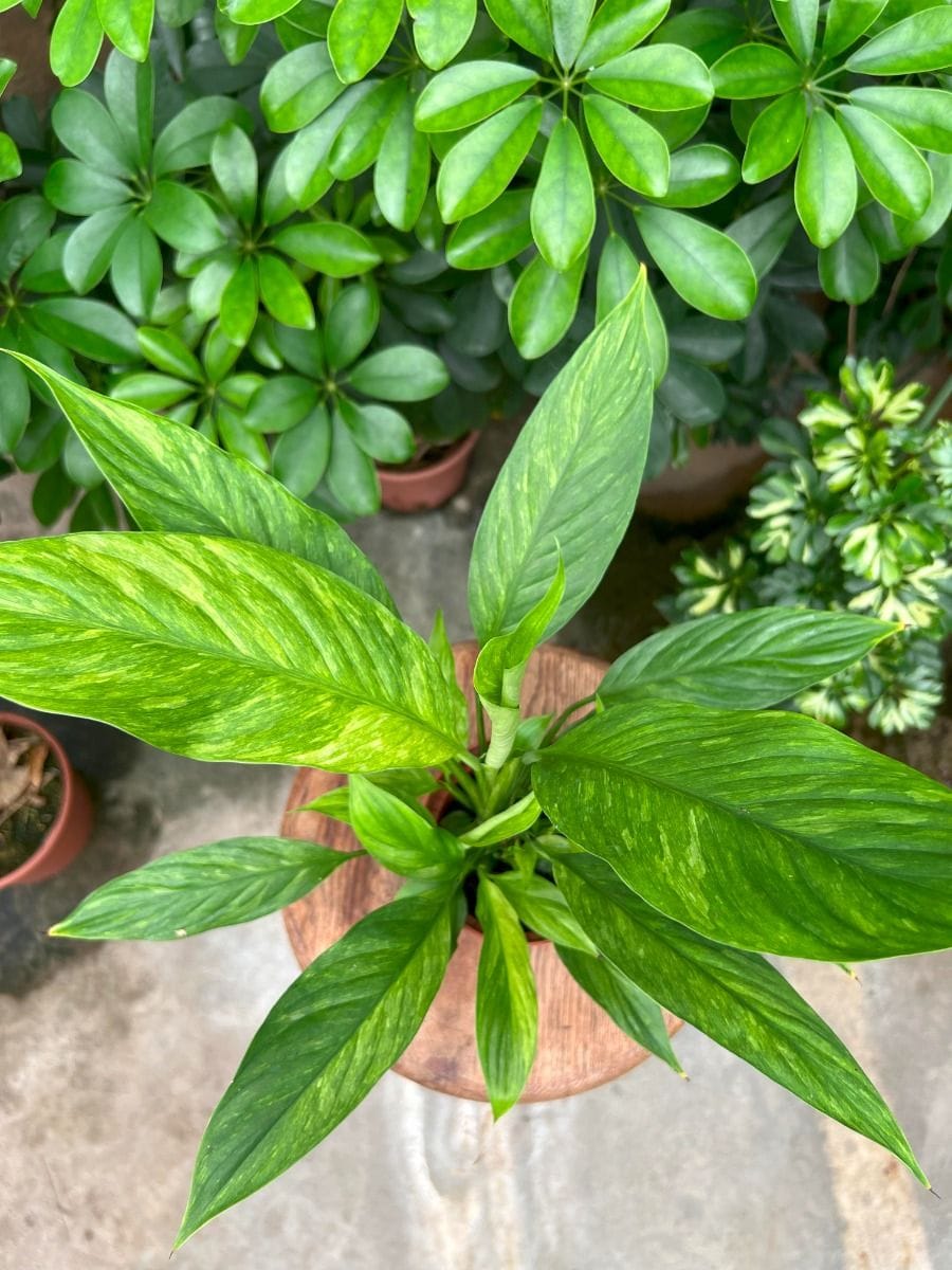 Spathiphyllum #023 - Aurea Variegata