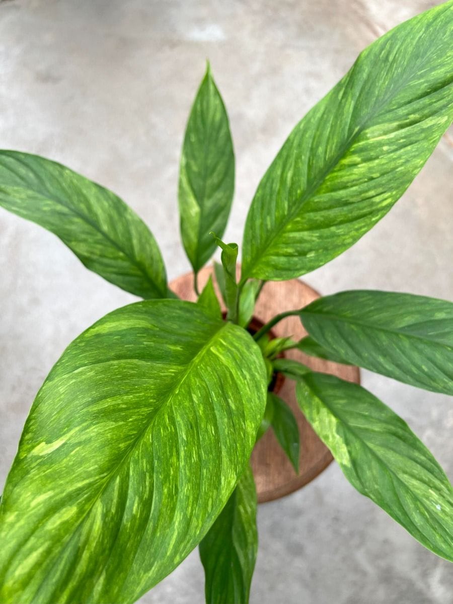 Spathiphyllum #024 - Aurea Variegata
