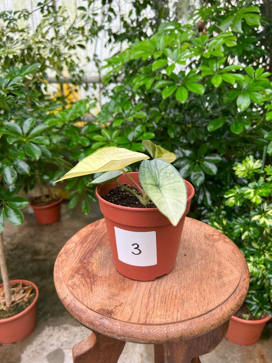 Anthurium #003 - Platinum Albo Variegated