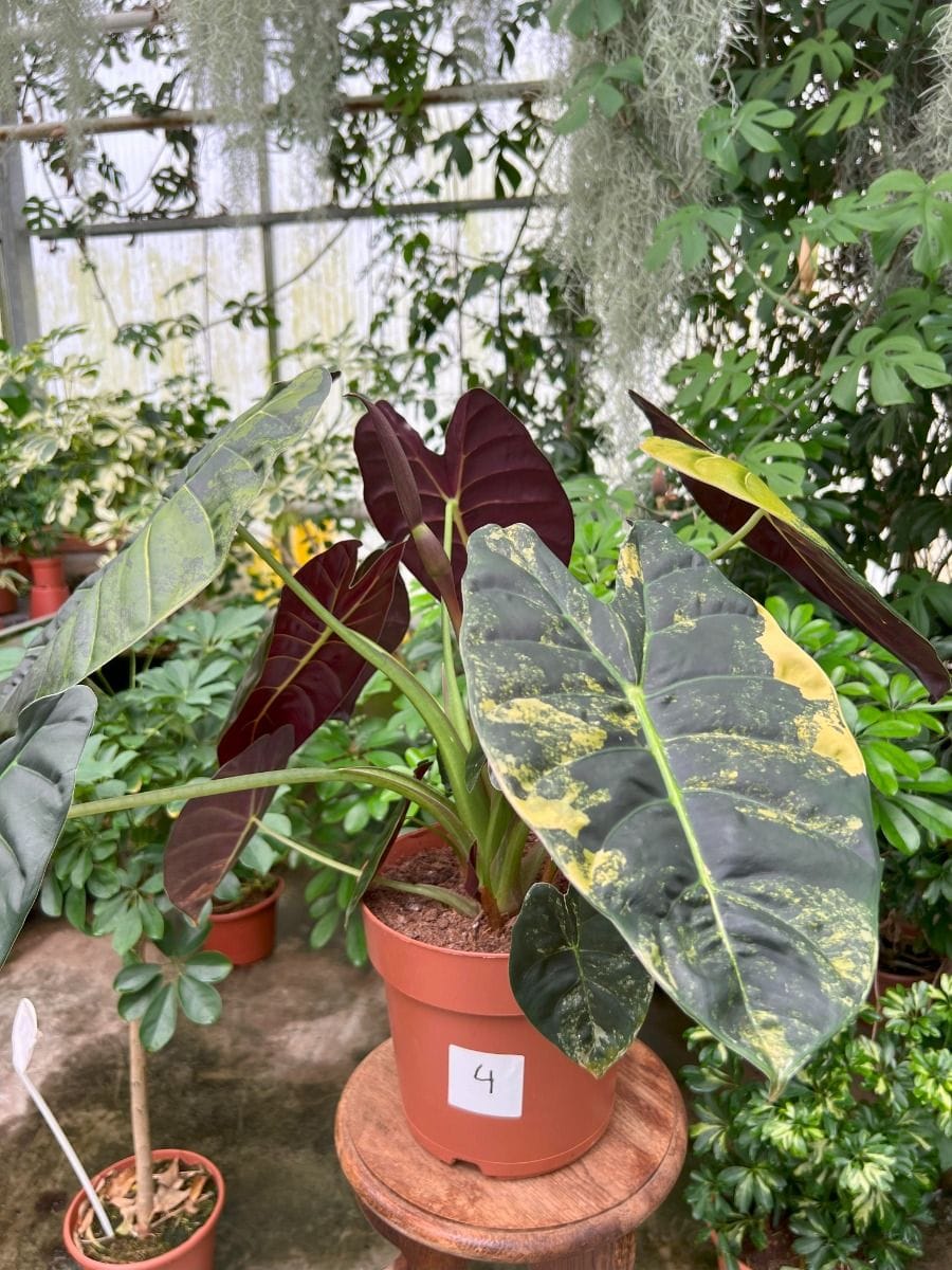 Alocasia #004 - Golden Bone Aurea Variegated