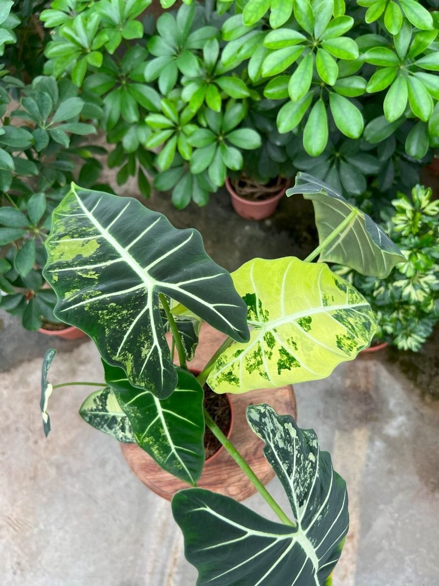 Alocasia #005 - Frydek Aurea