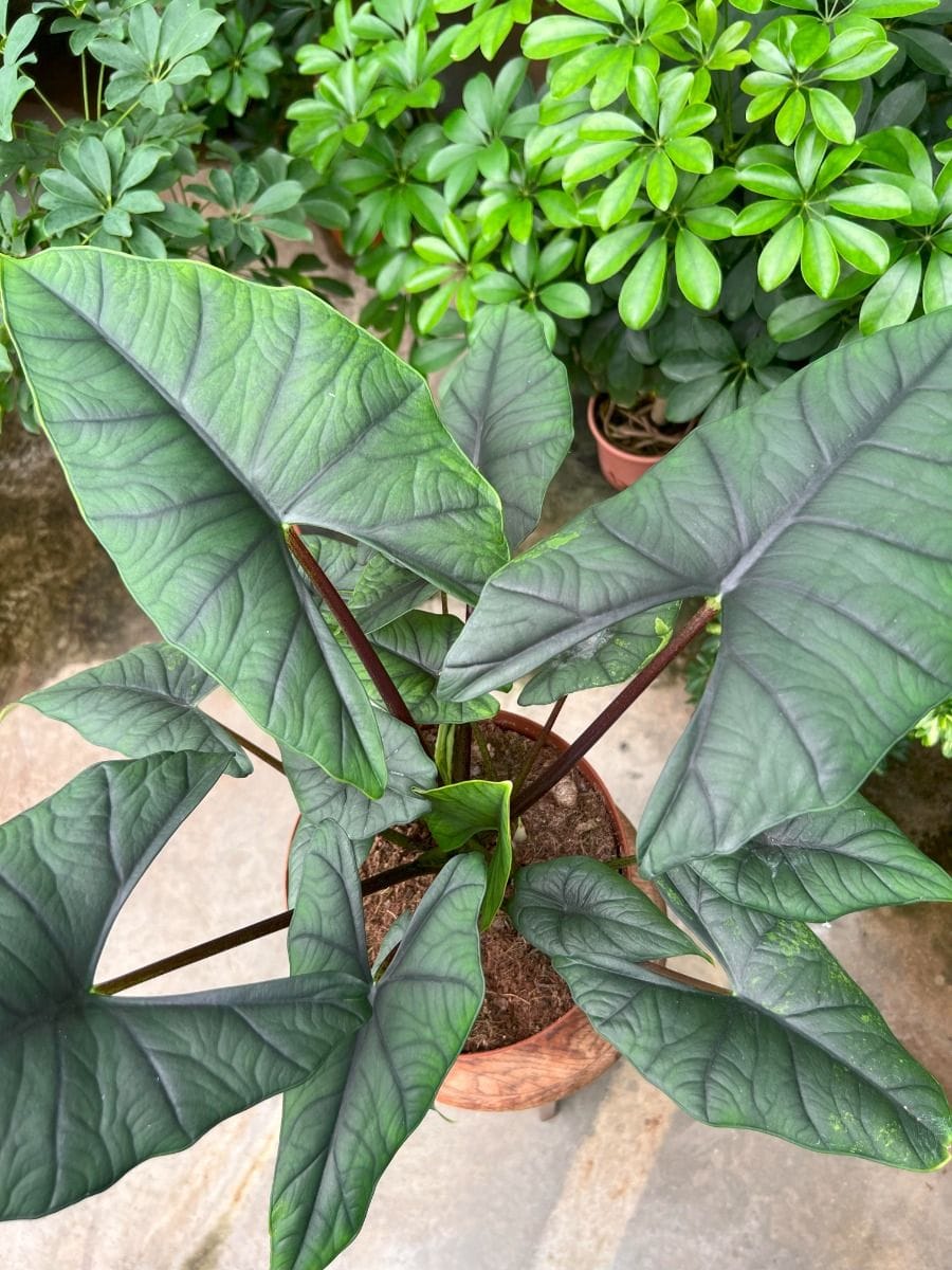 Alocasia #006 - Bisma Variegated