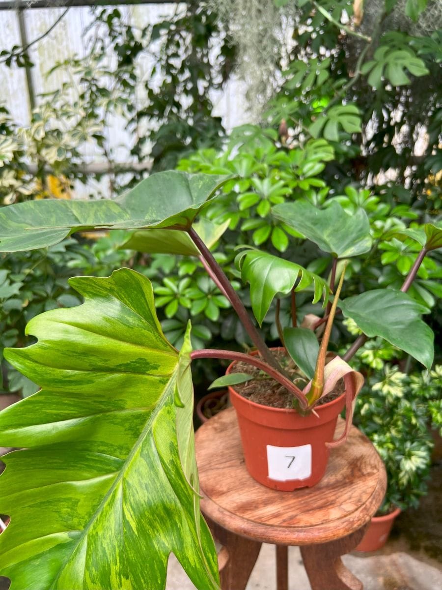 Philodendron #007 - Mayoi