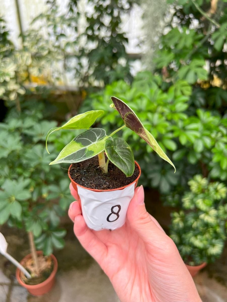 Baby Alocasia #008 - Watsoniana Variegated