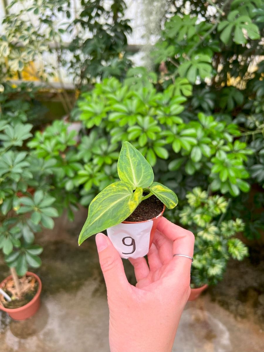 Baby Anthurium #009 - Villenaorum Aurea Variegated