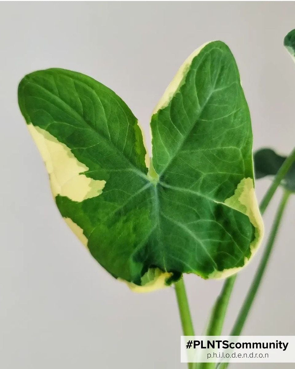 Sagittifolium Variegata