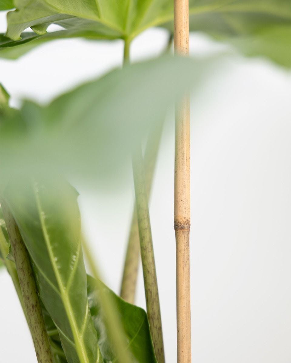 Plastic or Bamboo sticks plants,Which material sticks for plants