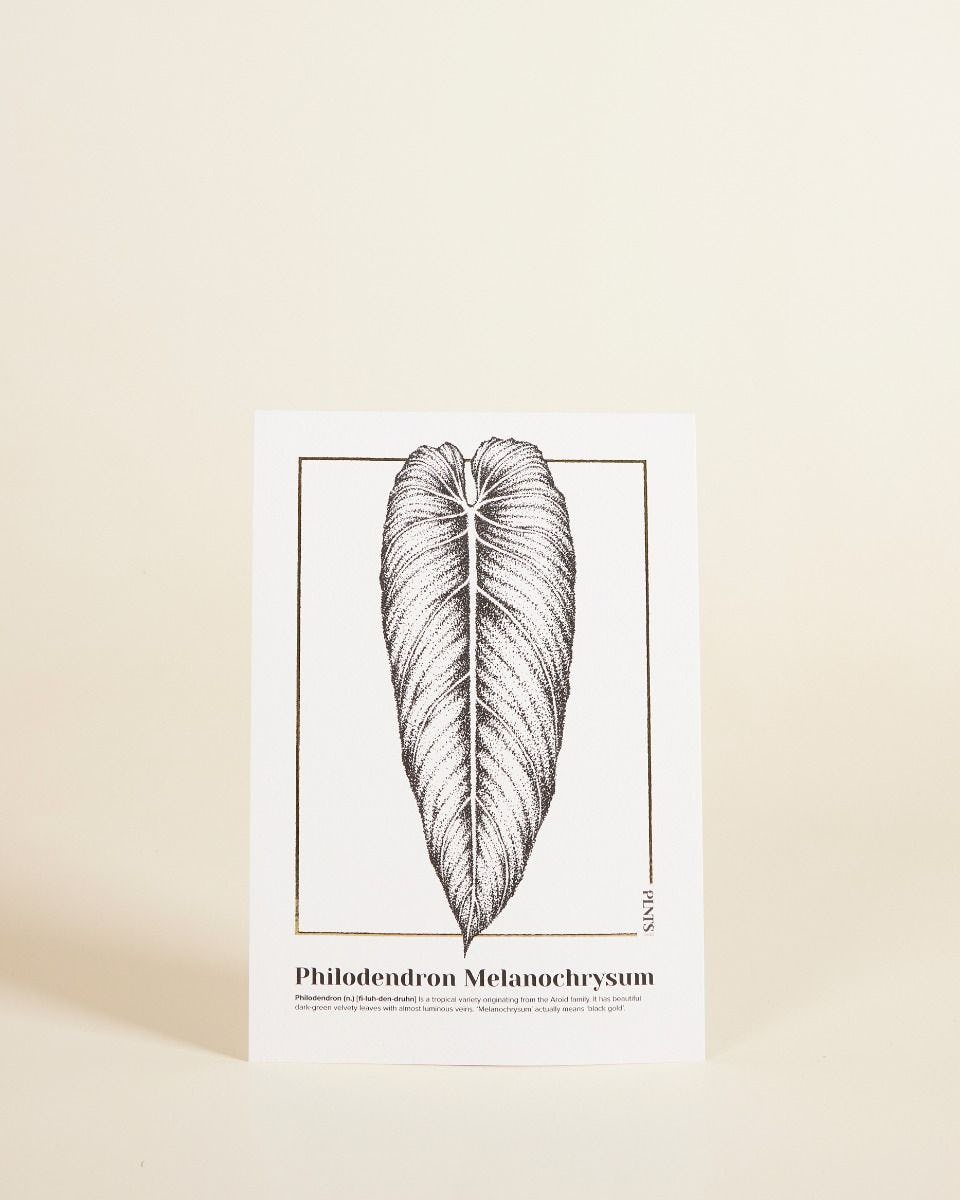 Philodendron Melanochrysum Poster