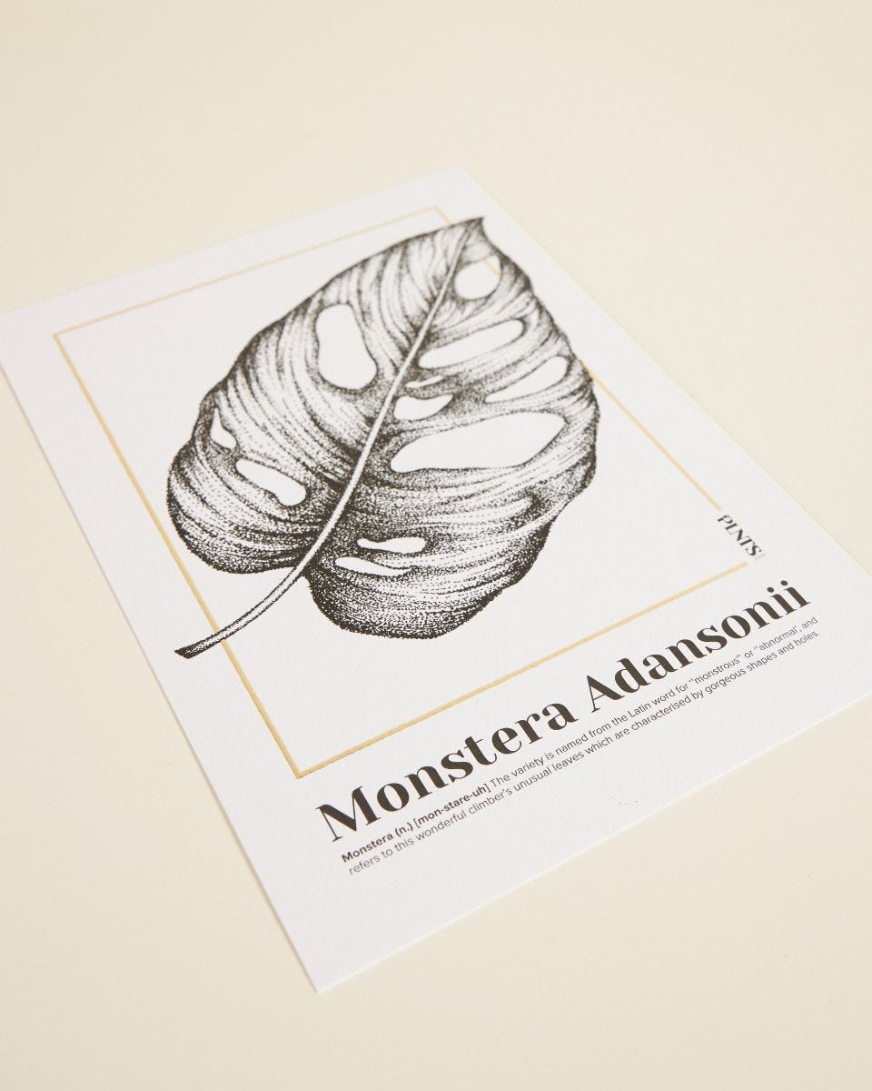 Monstera Adansonii Poster