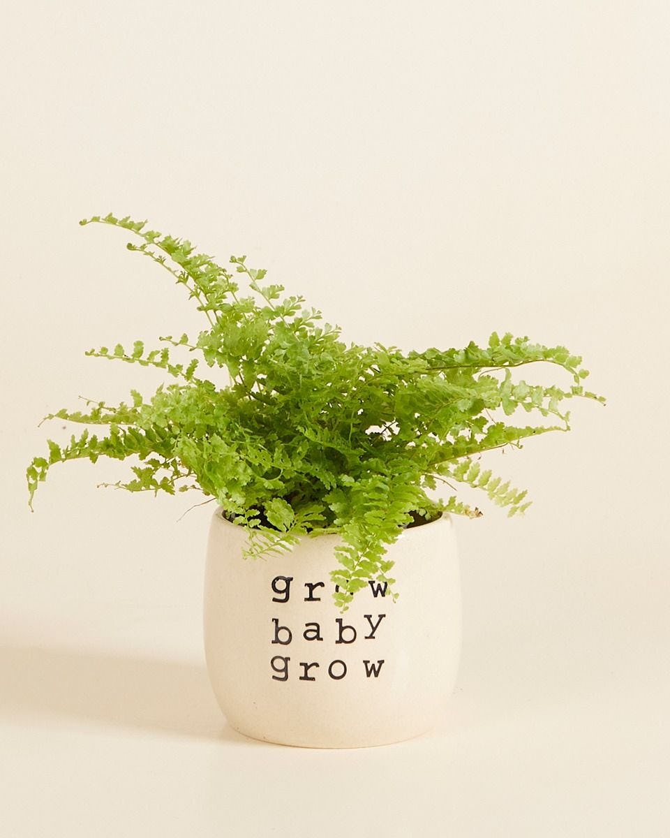 Grow Baby Grow Pot Beige