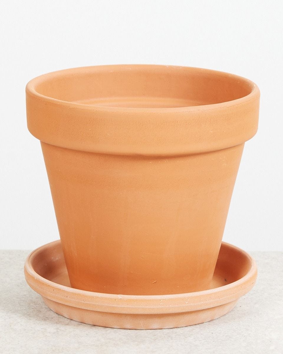 grind consensus Vervagen Oranje Terracotta Pot online kopen | PLNTS.com