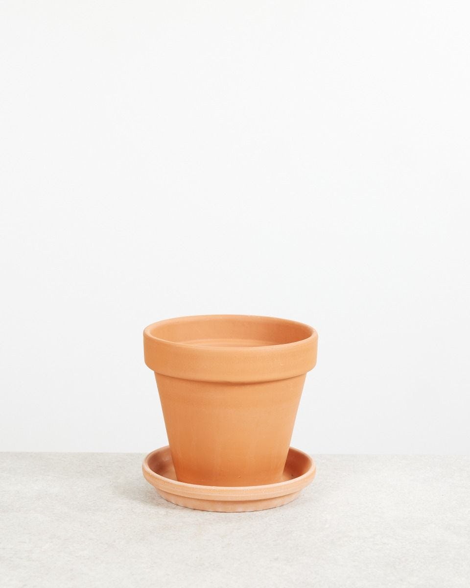 Oranje Pot online kopen | PLNTS.com