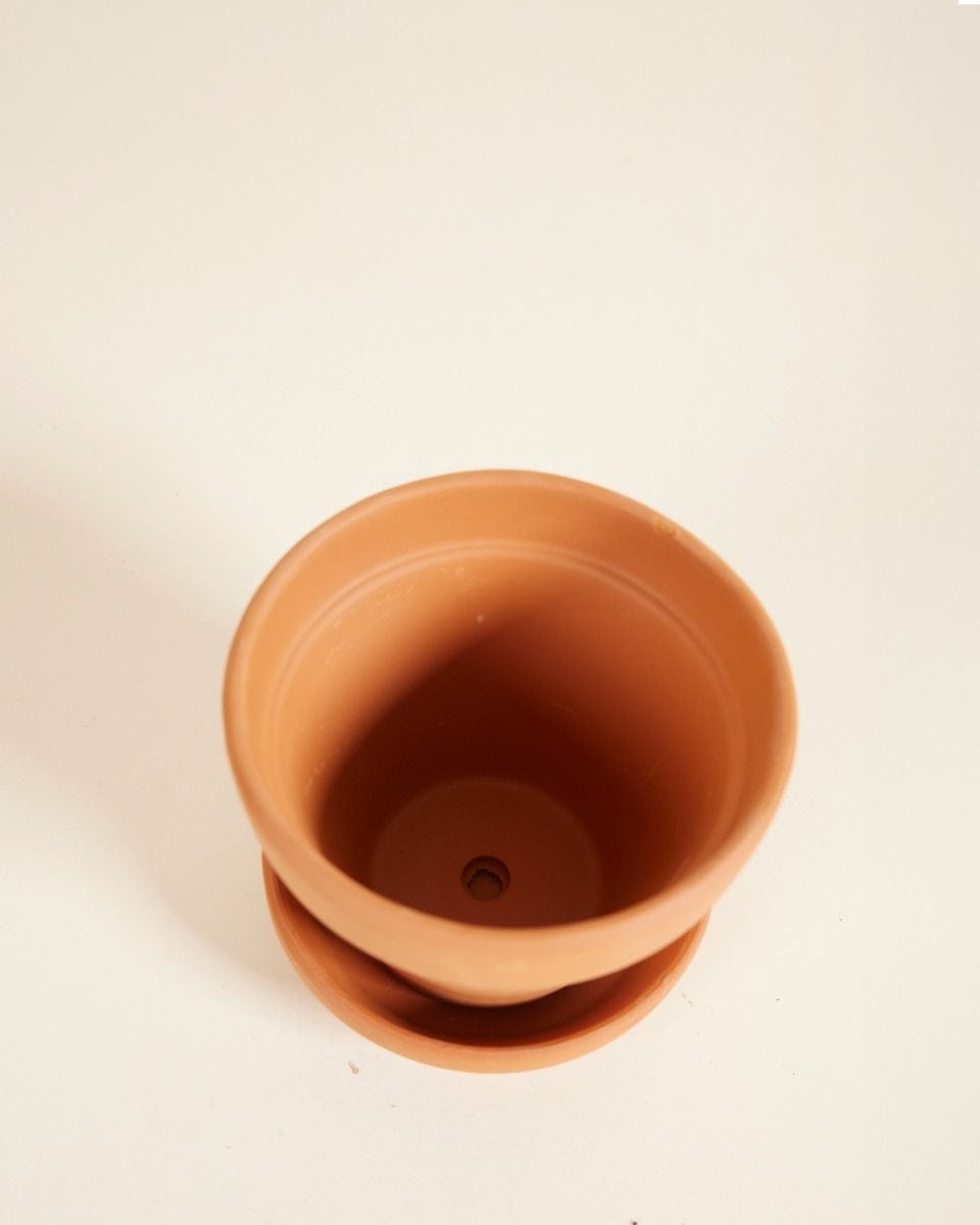 Orange Terracotta Pot