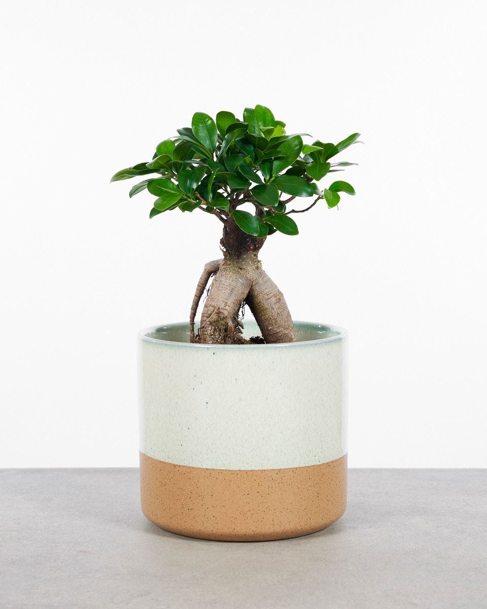 Typisch Kneden Uitpakken Ficus Ginseng M online kopen | PLNTS.com
