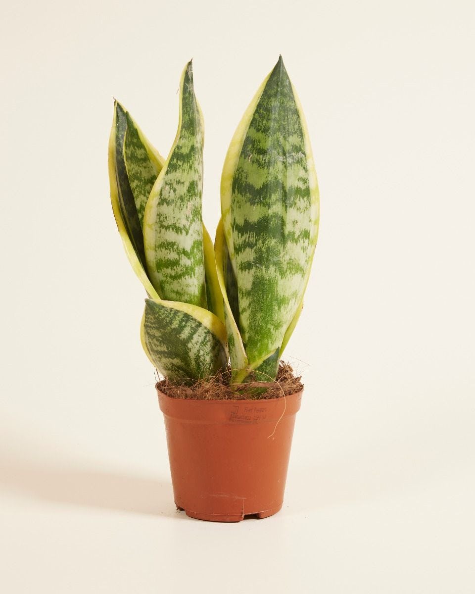 Sansevieria Futura Superba 