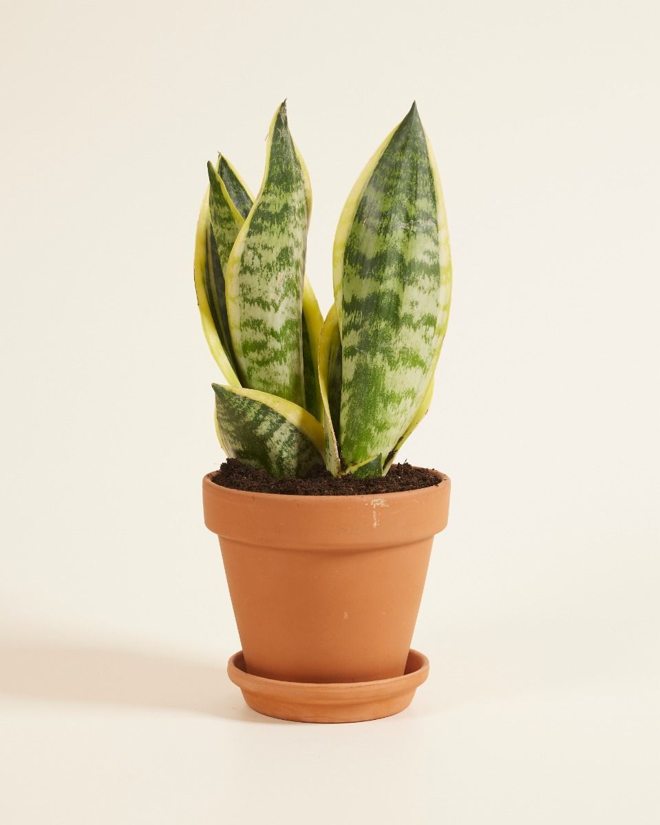 Snake Plant