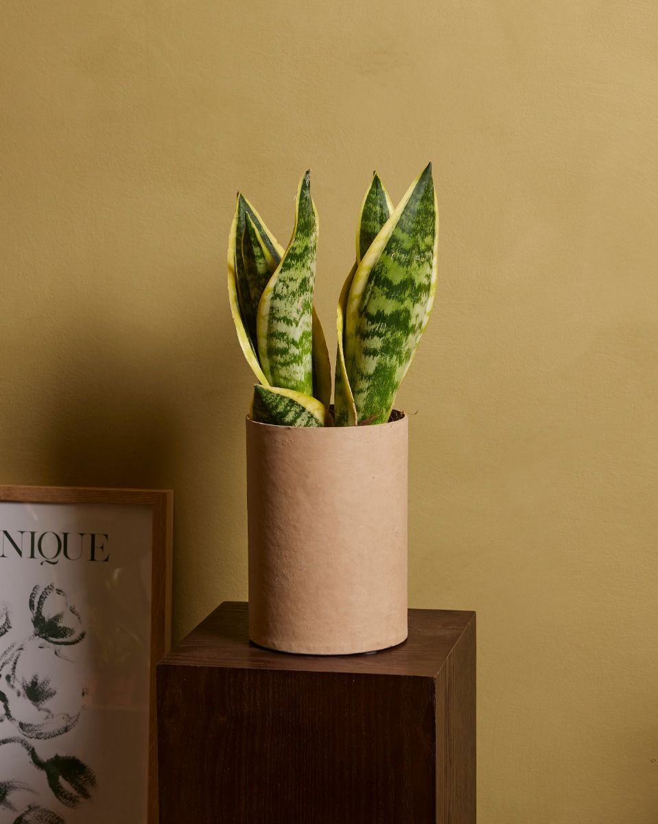 Snake Plant