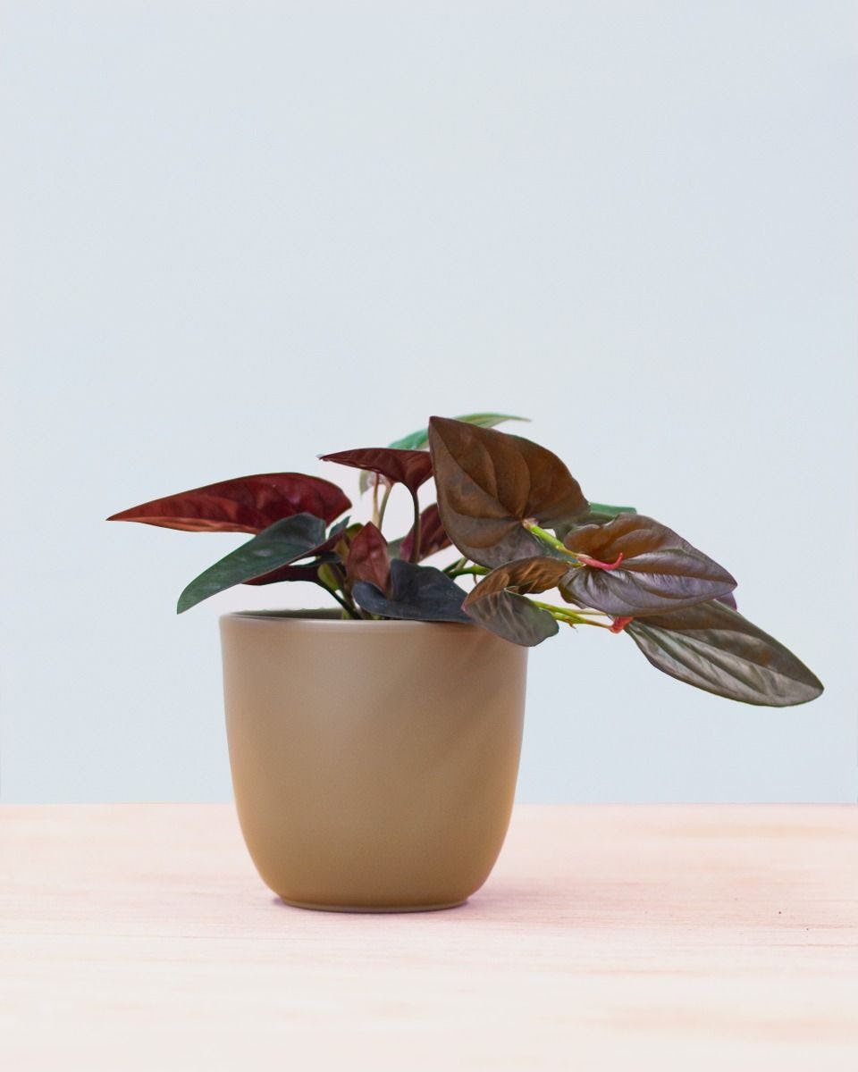 Frigøre antyder Ungdom Shop Syngonium Red Arrow M (Arrowhead plant) online | PLNTS.com