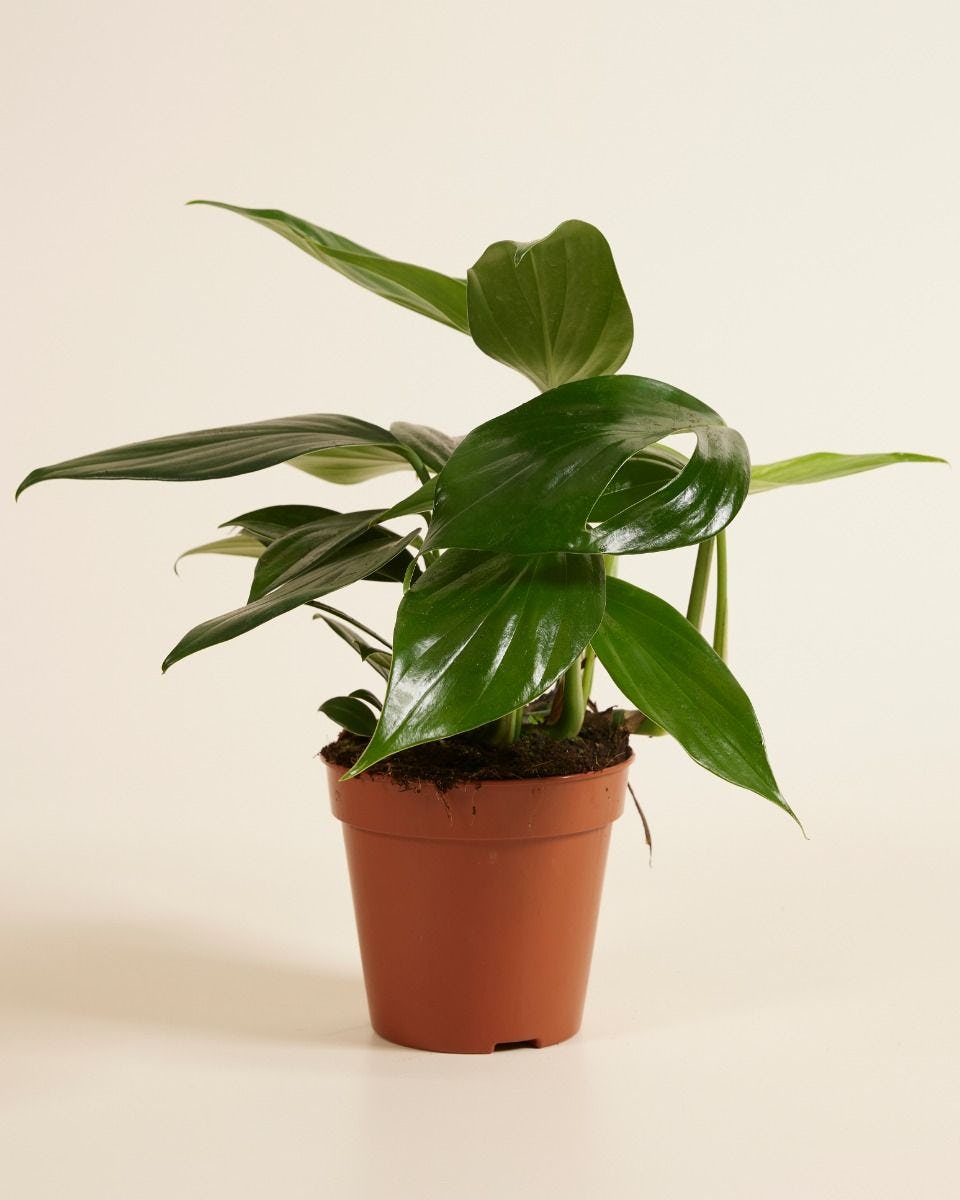 Dragon Tail Philodendron
