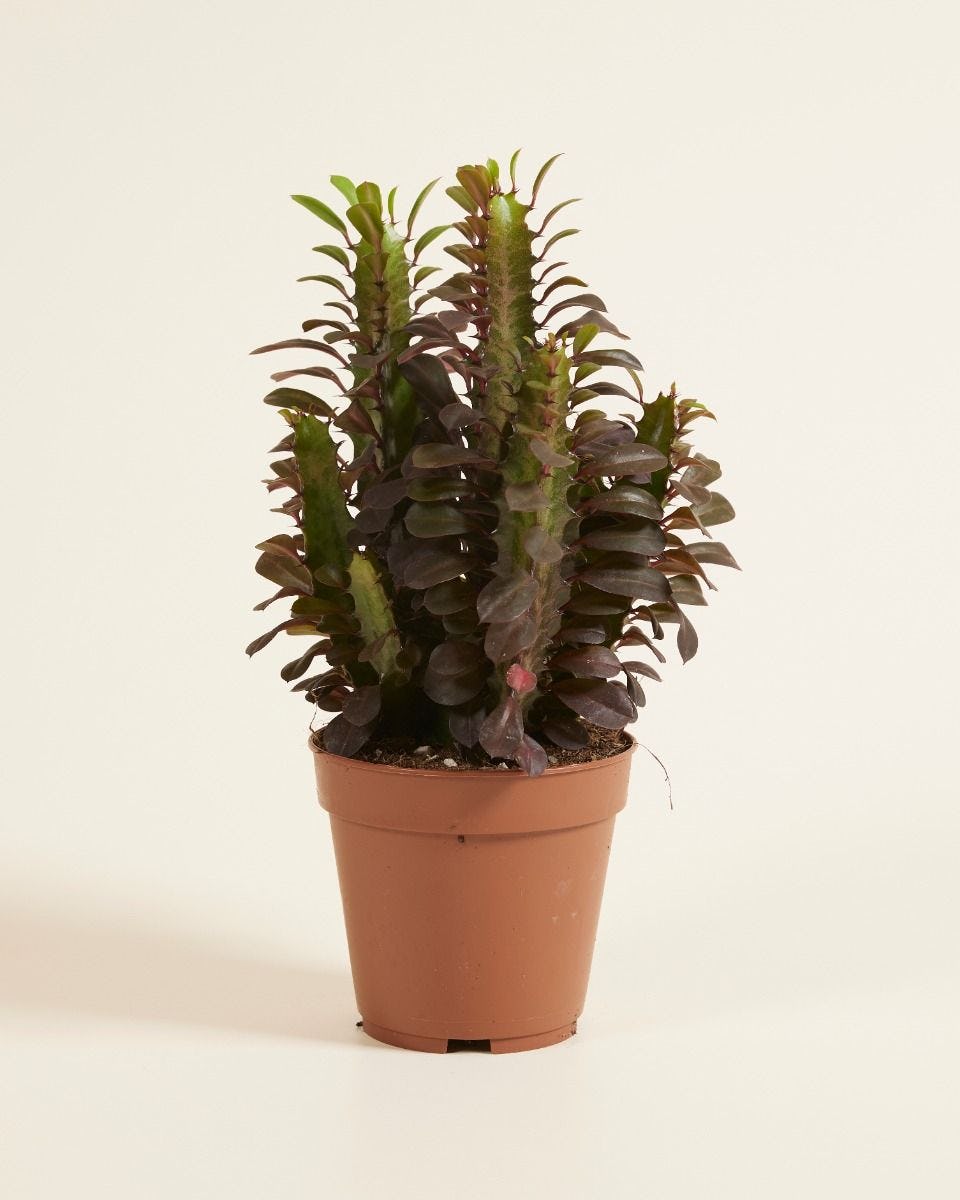 Euphorbia Rubra 