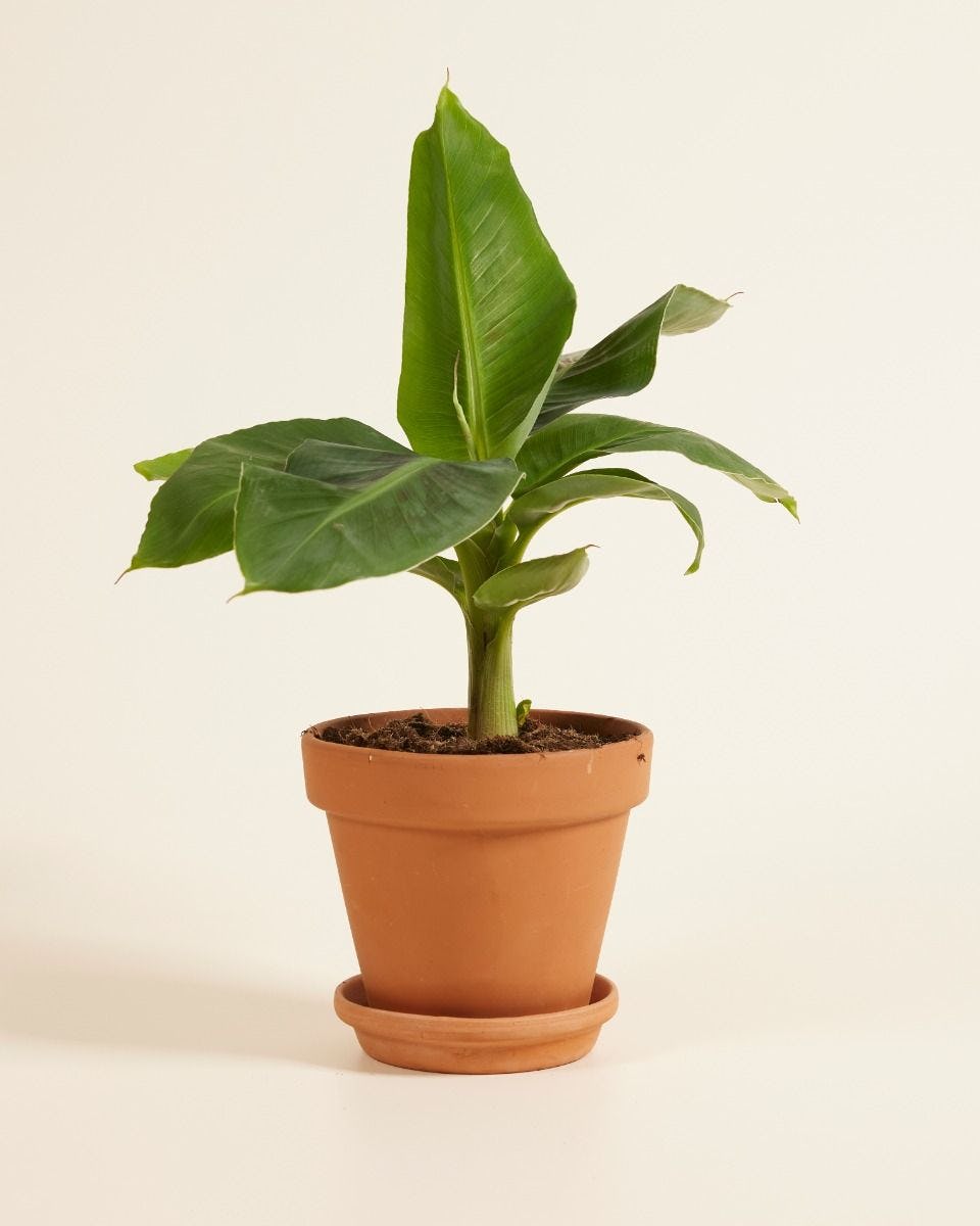 Banana Tree (Plant)