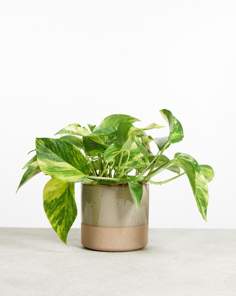Buy online Pothos Epipremnum pinnatum albo variegata in 4 pot