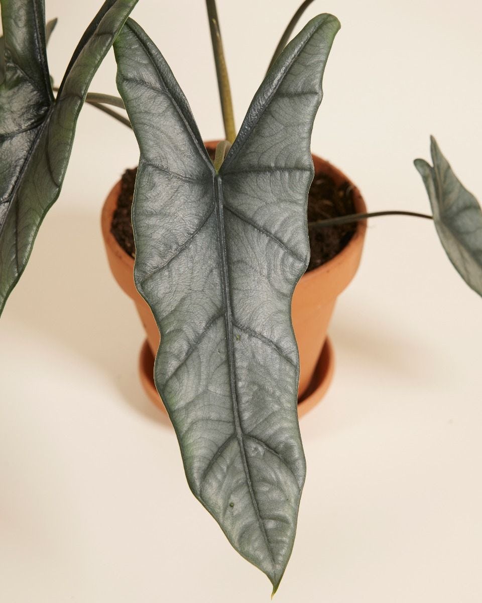 Heterophylla 