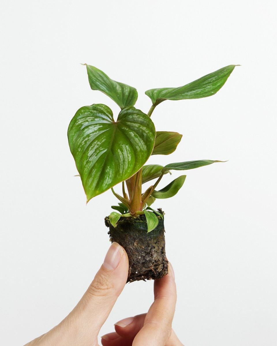 online shop for houseplant and more! | PLNTS.com