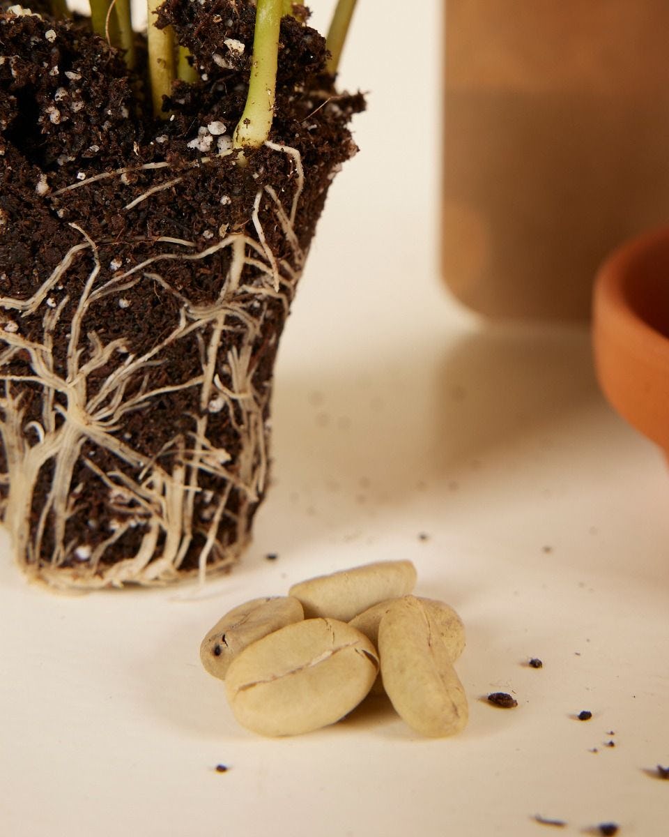 Arabica seeds