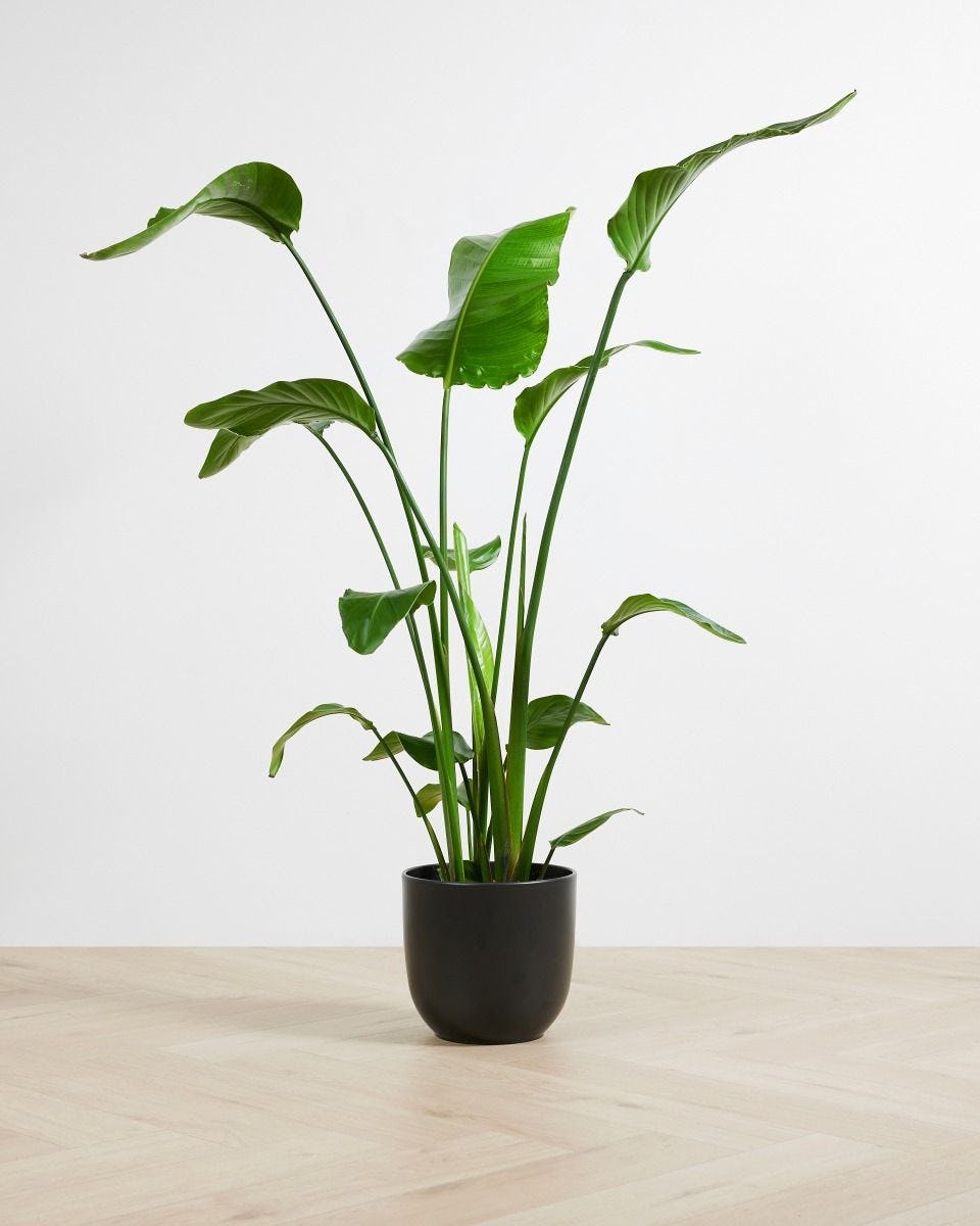 Plantes d'intérieur purificatrices d'air - Ecoworld Set de plantes d' intérieur Eco - 4 pièces 